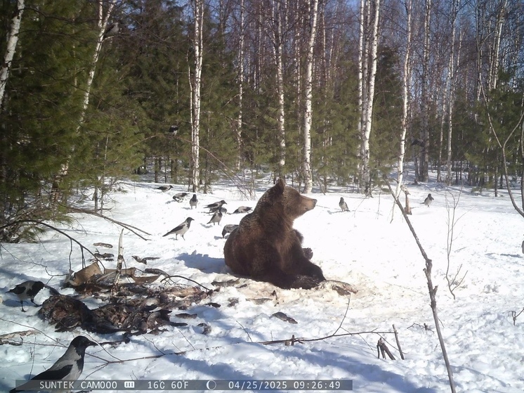 Уплетающего рыбу медведя «поймала» фотоловушка в Шурышкарском районе