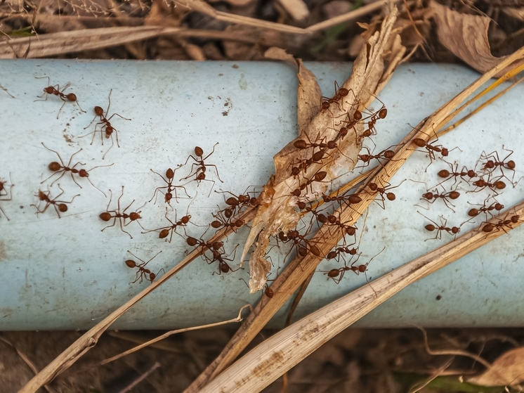 Российские учёные нашли природное средство против муравьёв-вредителей