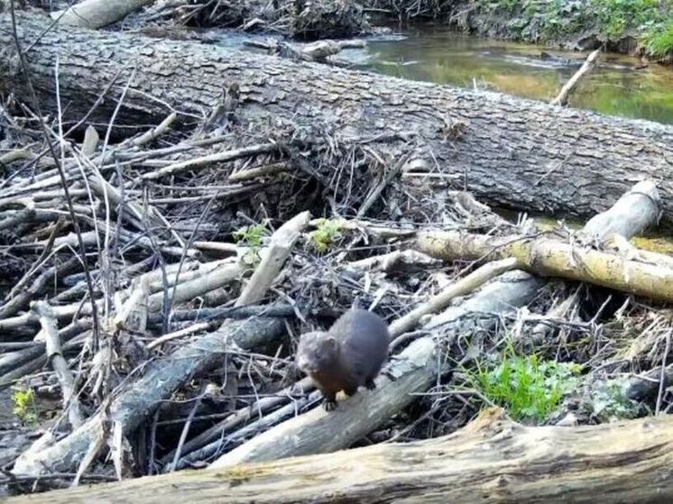 В калужском заповеднике в кадр поймали американскую норку