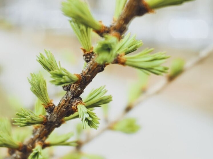 В Хабаровске 7 мая ожидается температура воздуха до +15 градусов