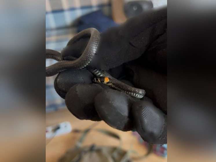 Уфимские спасатели отловили в квартире змею