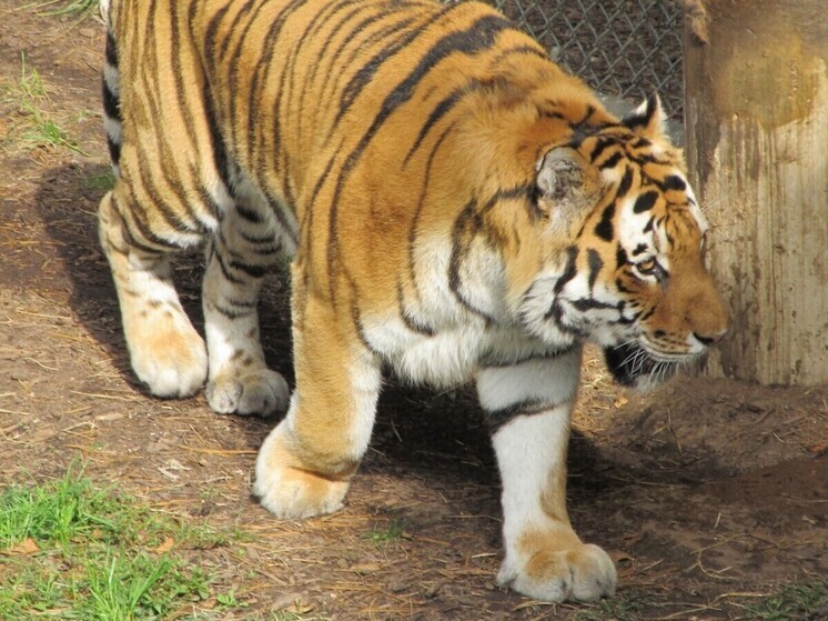 Сторожевой пес прогнал тигра от жилого дома в Приморье