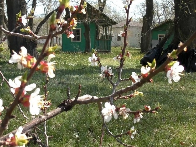 Волгоградцам рассказали о пользе корня девясила