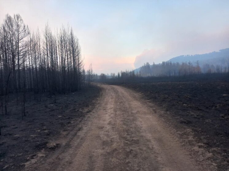 Пожарные и лесники отбили от лесного пожара кордон в Читинском заказнике