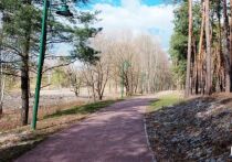 В прошлом году в урочище построили три трассы для бега
Сосновка – это большой природный парк, в котором белгородцы любят гулять и заниматься спортом