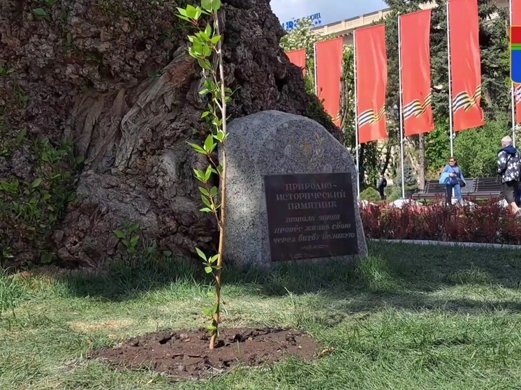 В Волгограде перед Днем Победы высадили саженец сталинградского тополя