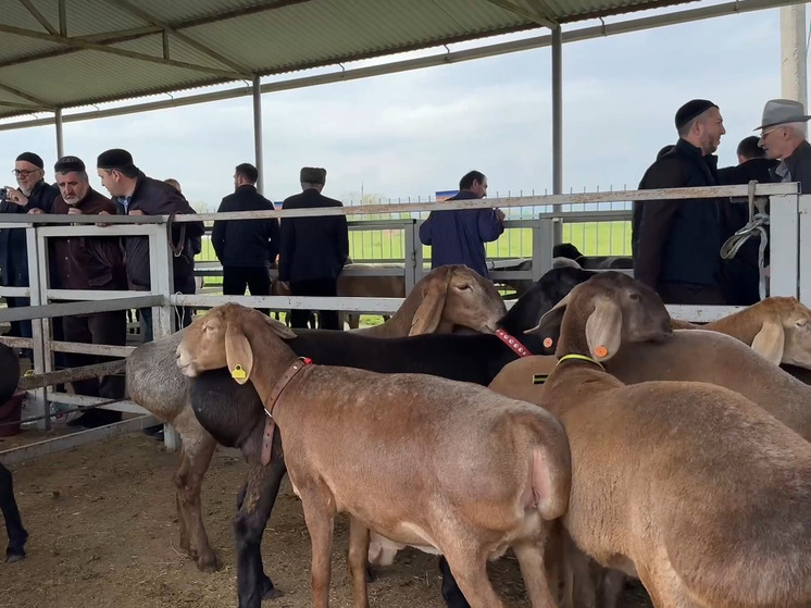 250 элитных овец и 210-килограммовый баран: в Ингушетии прошла выставка овец гиссарской и арашанской пород