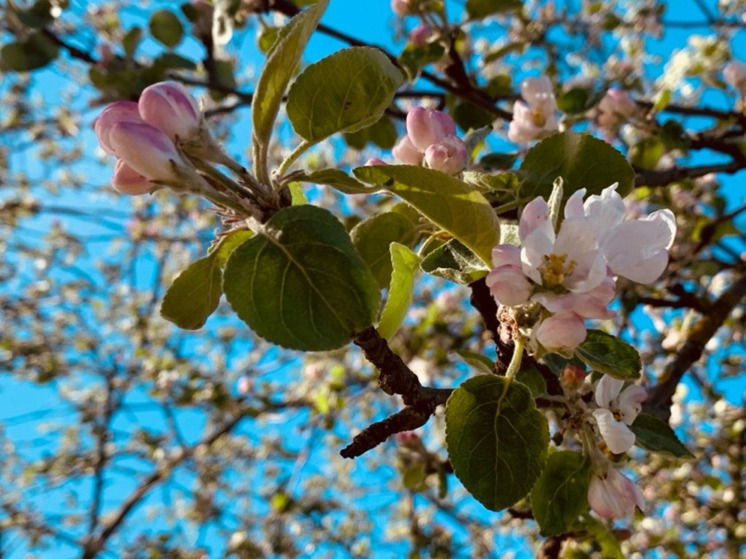 Калужане молятся о хорошем урожае