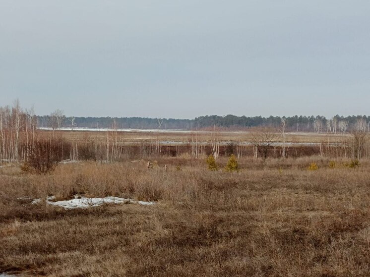 В Приамурье завершается сезон миграции косуль