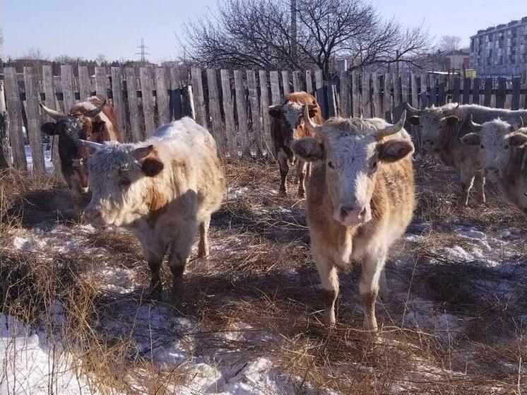 В Аскизском районе Хакасии не могут решить проблему бродячего скота