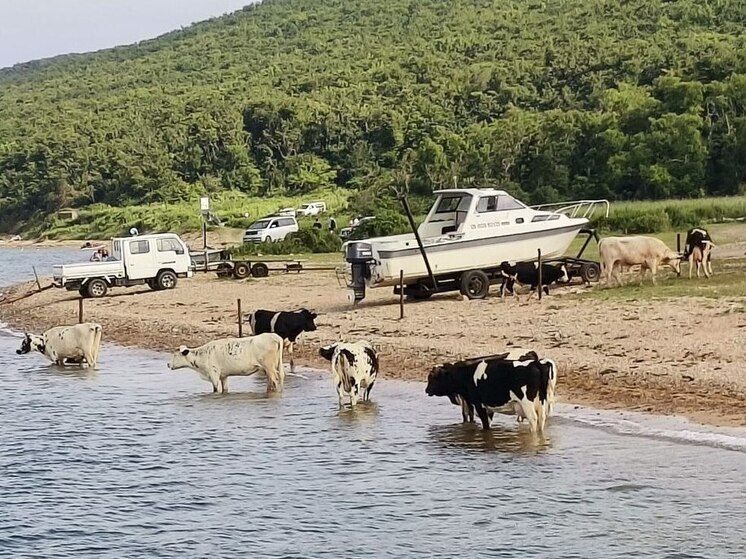 Кладбище животных обнаружили в Хабаровском крае: идет проверка