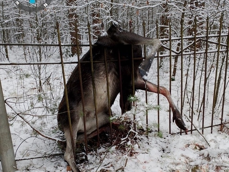 Во Владимире из-за самовольной постройки погибло дикое животное