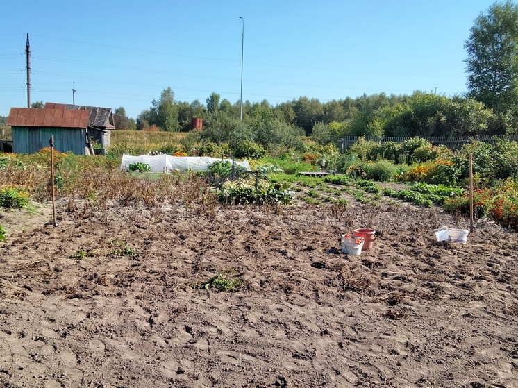 Ушлые дачники сажают картошку только так: обильный урожай без прополки и окучивания