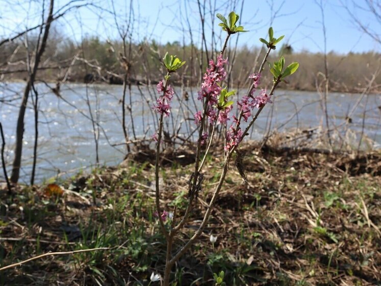 Посетителей Зигальги просят не срывать опасные розовые цветы