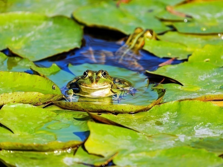 Ученые оценили феномен черных лягушек в Чернобыле: результаты удивили