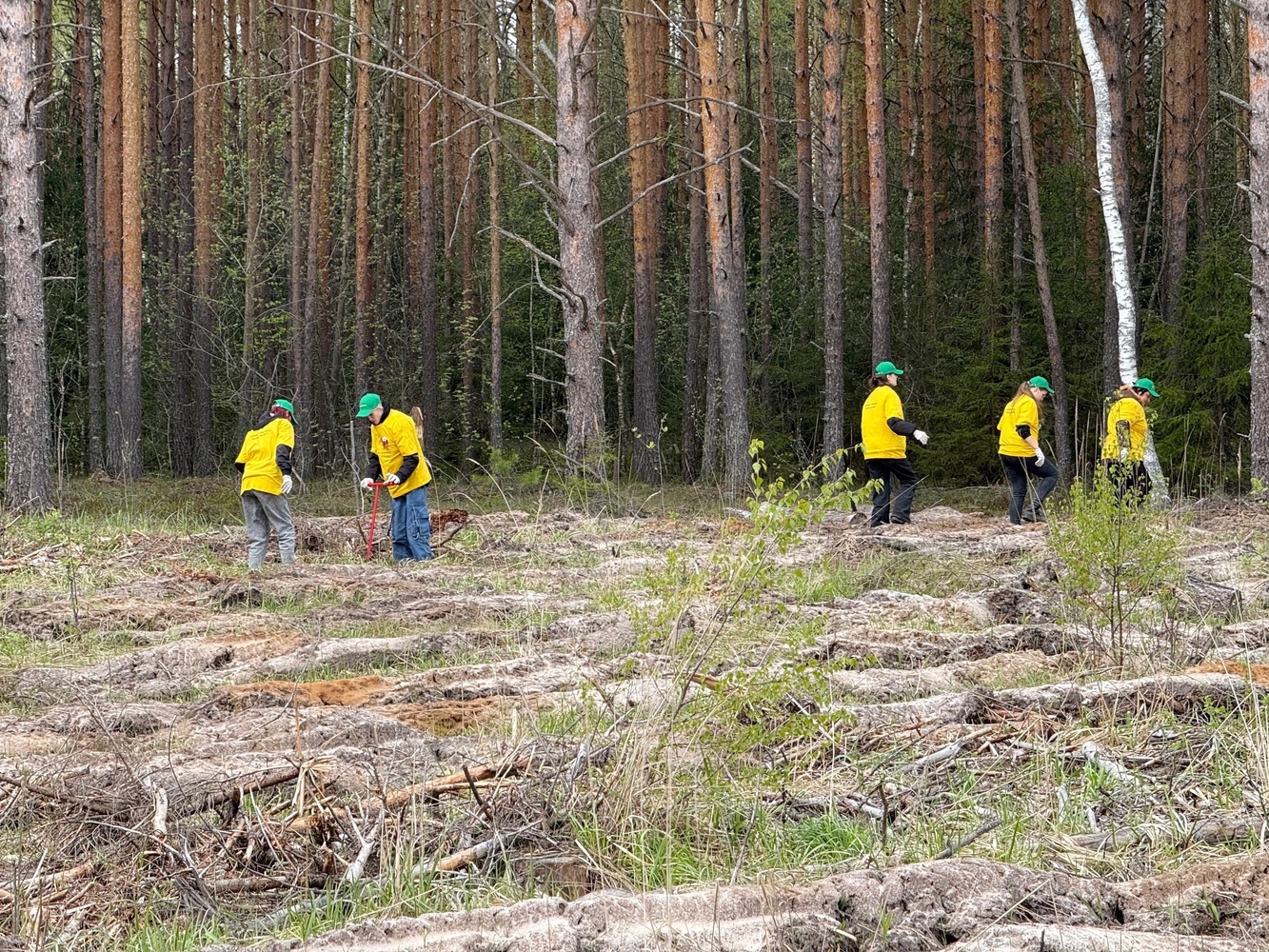 В Судогодском районе студенты посадили деревья в рамках международной акции "Сад Памяти"