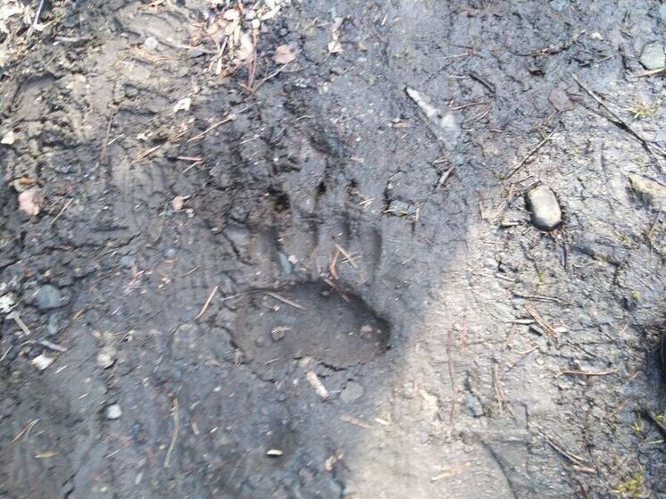 В нацпарке «Таганай» медведь погулял возле туристической достопримечательности