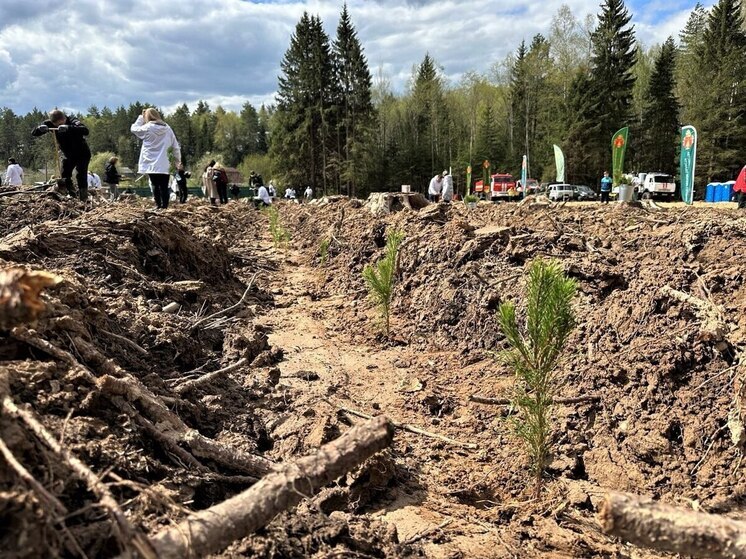 В посадках леса в Подмосковье сегодня участвовали 1500 человек