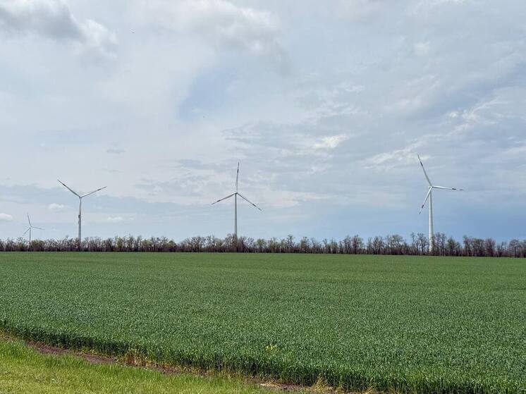 На полях Ставрополья началось отрождение мароккской саранчи