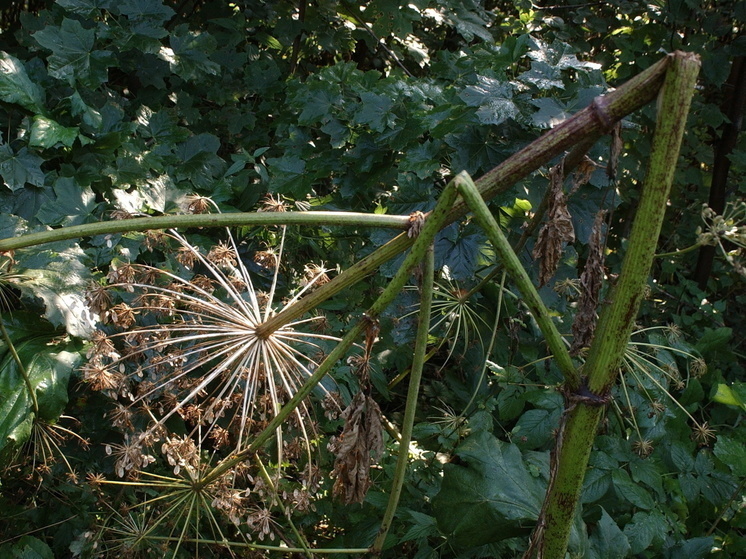 Голосовой помощник заработал на горячей линии по борщевику