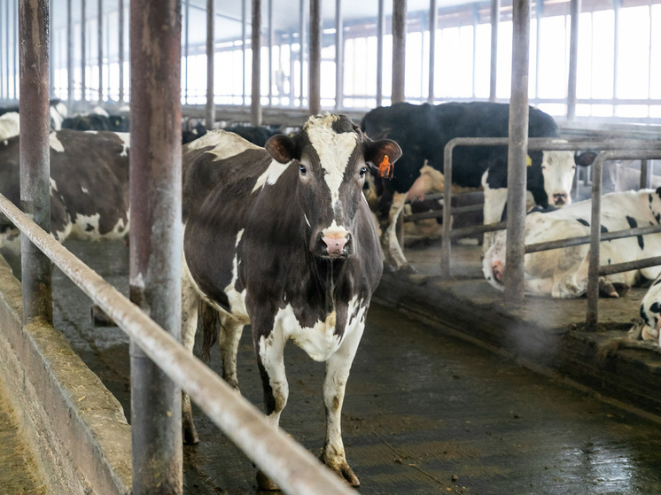 В Волгоградской области определили победителей конкурса «Агростартап»