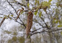 Погода прохладная, дожди льют, куртки и сапоги в ходу, а аллергики Северной столицы продолжают страдать. Парадокс? Да, и имя ему — петербургская весна. На фоне прогнозов синоптиков об ухудшении погоды «пыльцеметр» уходит в багровые оттенки, предупреждая о том, что выход на улицу для аллергика будет сродни спуску в ад. Уже с марта армия чувствительных к пыльце и пыли штурмует аптеки, и проклинает все березы на свете. 