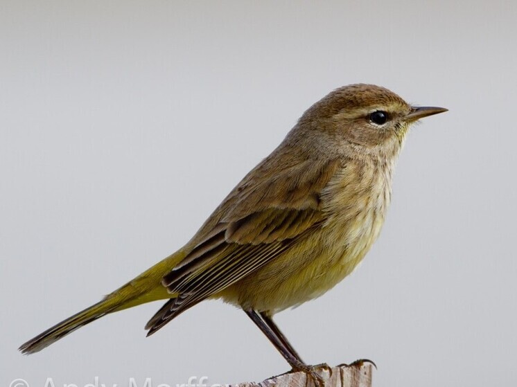 Калужан зовут на учёт соловьёв
