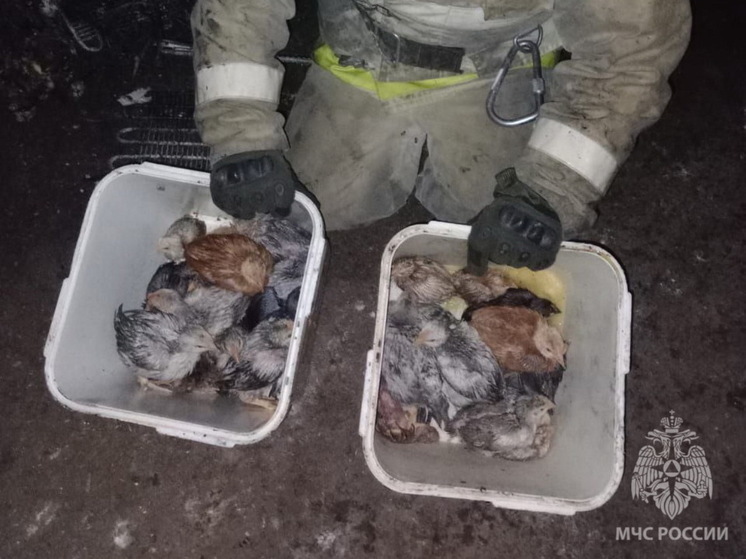 В курском Фатеже пожарные спасли цыплят из горящего сарая