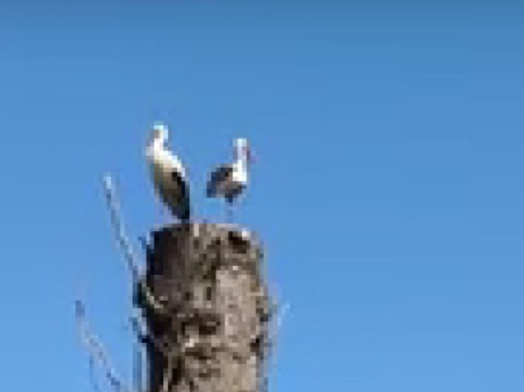 В Ульянове заметили новую пару аистов