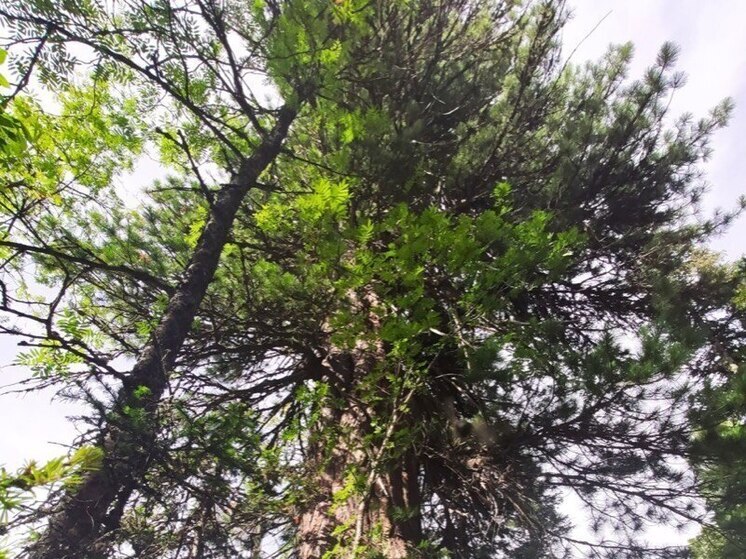 Священный кедр Хакасии борется за звание самого главного дерева России