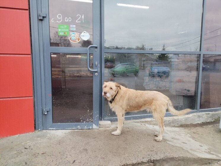 Антимонопольщики Хакасии возбудили дело на дистрибьютора сети «Светофор»