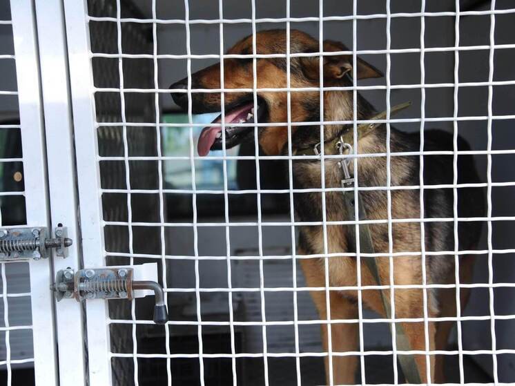 Очаг бешенства ликвидируют в поселке Волгоградской области