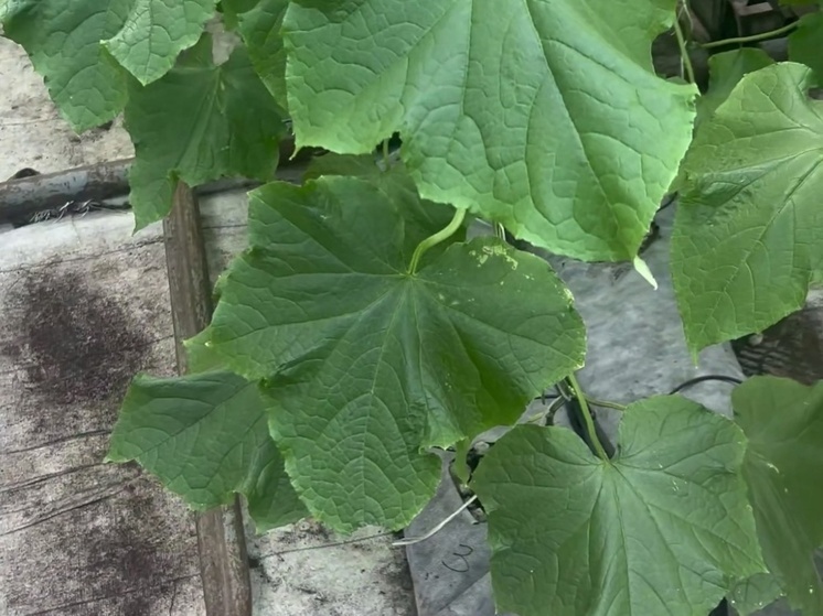 В Калуге тестируют маты из пеностекла для выращивания овощей