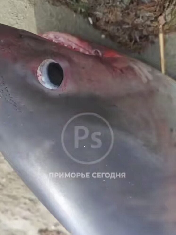 В бухте Витязь в Приморье рыбаки поймали крупную акулу