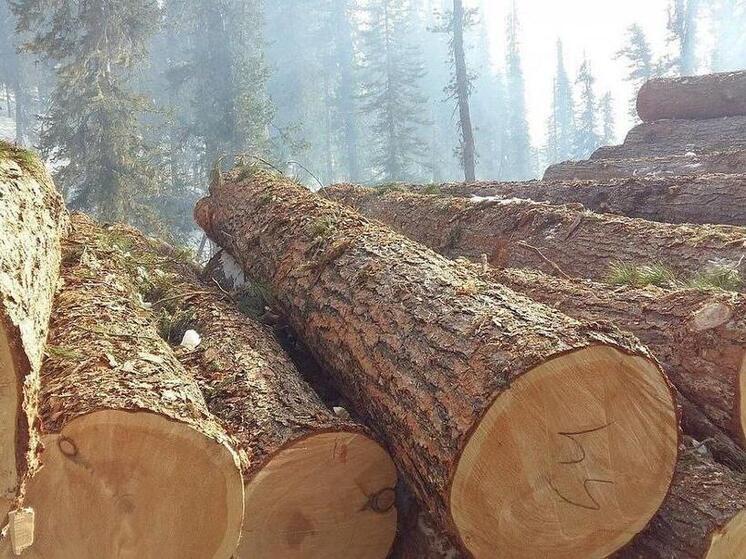 Минлес Хакасии разыграл шесть лотов на заготовку древесины