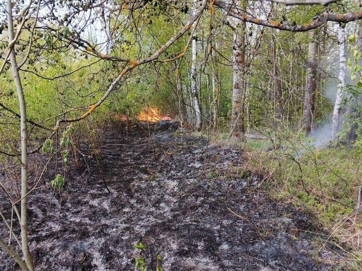 Два лесных пожара ликвидировали огнеборцы за минувшие сутки в Подмосковье