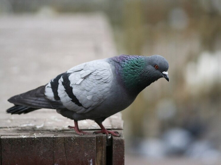 В Томске заметили желто-зеленого голубя