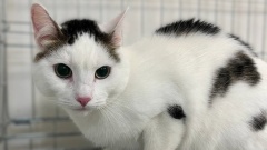 В Ноябрьске кот из семьи бойца СВО расплакался, оказавшись в приюте