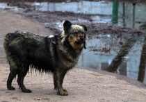 В Омске возбуждено уголовное дело в связи с нападением бродячей собаки на восьмилетнего мальчика