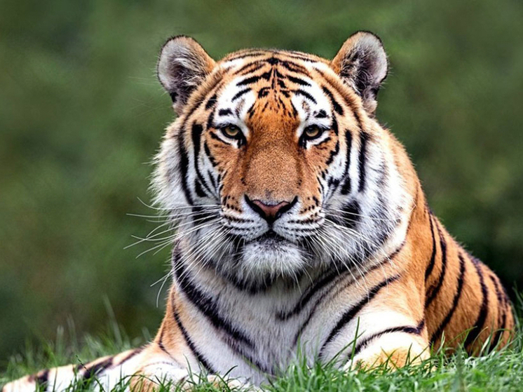 В Хабаровском крае медведь напал на сборщика дикоросов, а тигр утащил свиноматку у фермеров