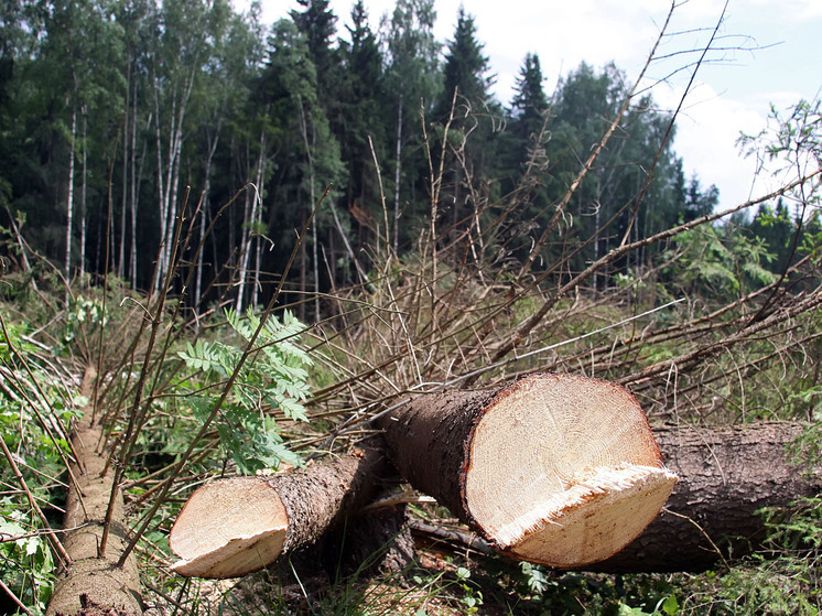 По факту вырубки деревьев на Аллее Памяти в Леонихе возбуждено уголовное дело