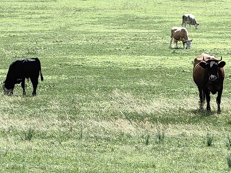 В Хакасии коровы вытаптывают сельское кладбище
