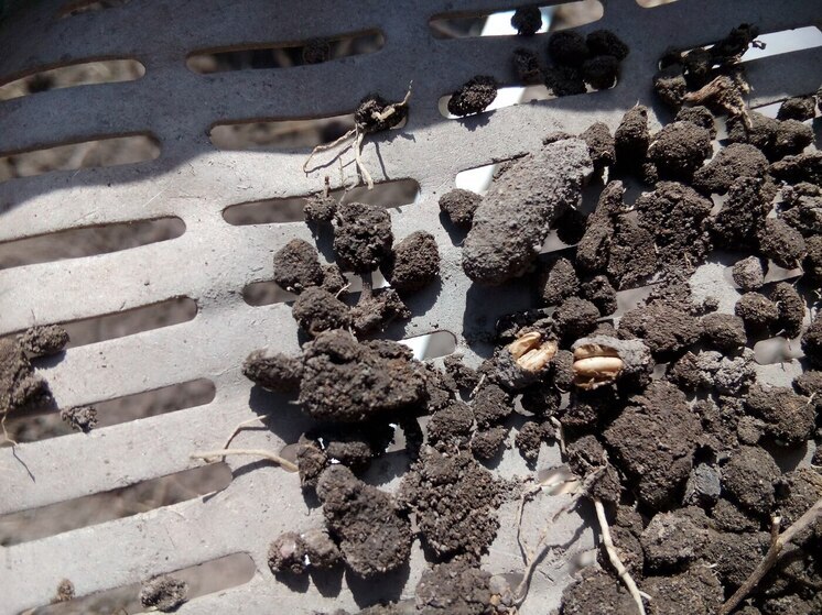 Специалисты пересчитали кладки саранчи в четырех районах Хакасии