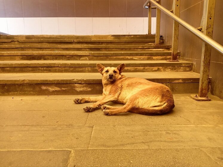 На отлов бездомных собак в Алтайском районе потратят больше 800 тысяч рублей