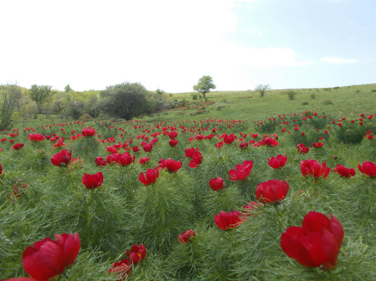Волгоградские экологи обнаружили новые популяции редких растений