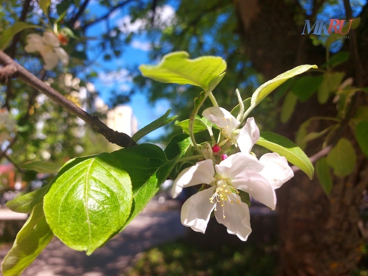 Калужские синоптики рассказали о погоде на День Победы