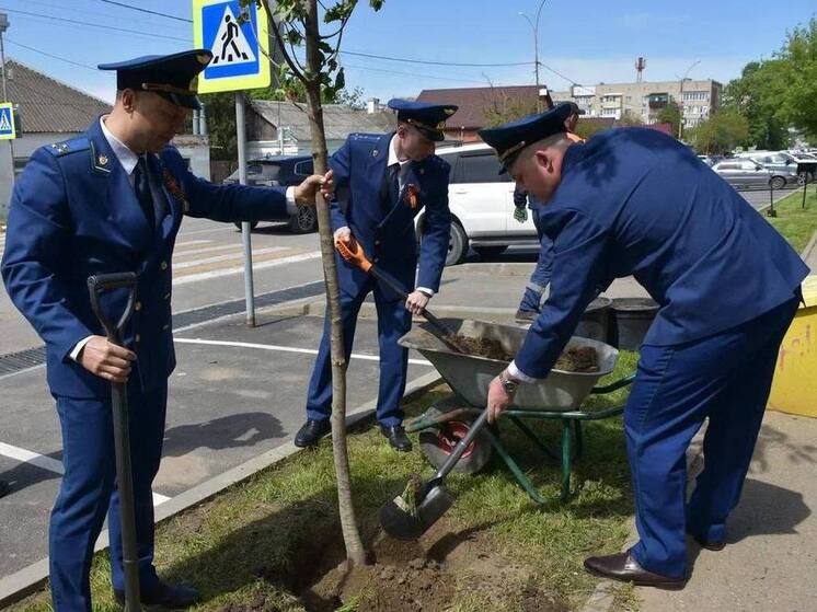 В Темрюкском районе сотрудники прокуратуры высадили кленовую аллею в честь 9 Мая