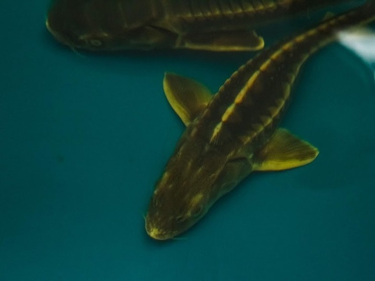 В Астраханской области задержали браконьеров с уловом и снастями