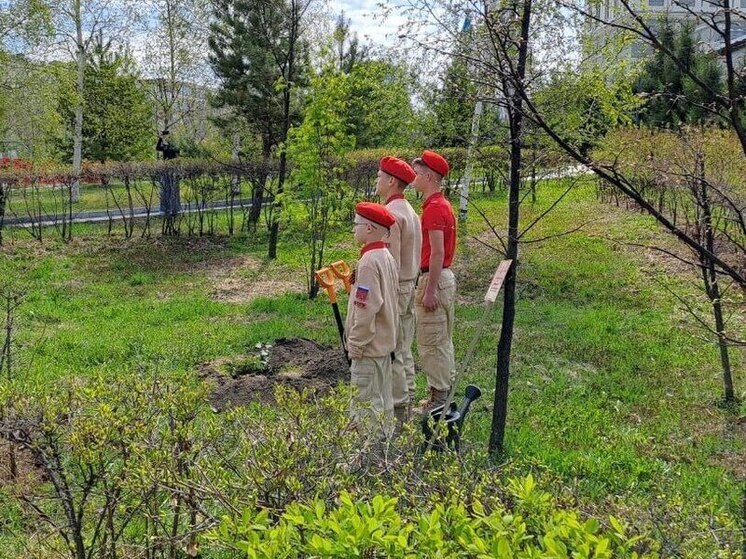 Потомка прославленного Тополя Победы высадили в Хабаровске
