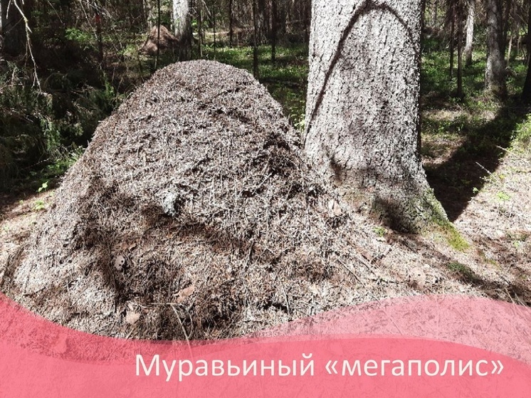Калужан зовут посмотреть на двухметровый муравейник